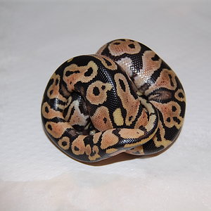 pastel 1 _ 14-6-2011 (pastel het ghost X normal ).JPG