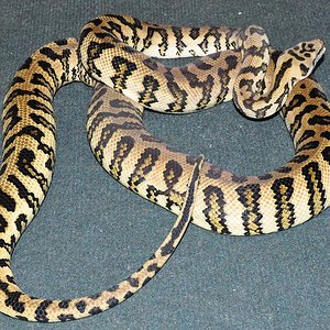 BREDLIJAGUAR 2009.JPG