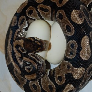 bumble bee X normal 6 - 25.6,2011 (3).JPG