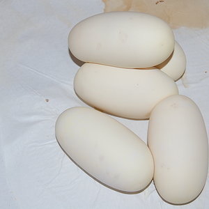 bumble bee X normal 6 - 25.6,2011 (4).JPG