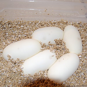 Pastel 2 X Pewter -8-62011 (4).JPG