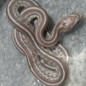 tessera lavender..jpg