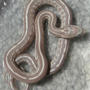 tessera lavender.jpg