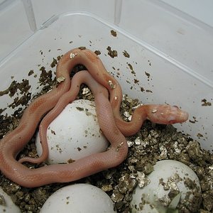 sunshine corn butter striped sunkised.jpg