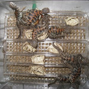 Copia de IMG_4262.JPG