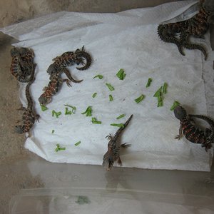 Copia de IMG_4268.JPG