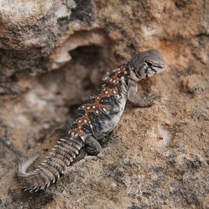 Copia de IMG_0184.JPG