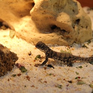 Copia de IMG_0042.JPG