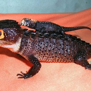 Triby con su papi_fdo.jpg