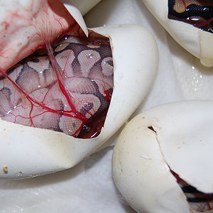 enchi butter x normal 16.7.2011 (5).JPG