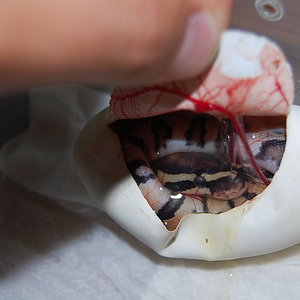 enchi butter x normal 16.7.2011 (4).JPG