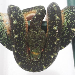 IMG_5042 [1600x1200].JPG