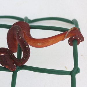 1 un dia de vida.JPG