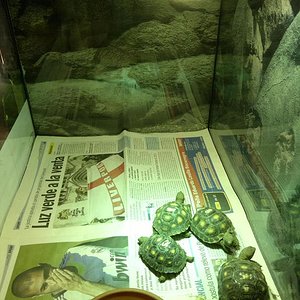 Gopherus berlandieri.JPG