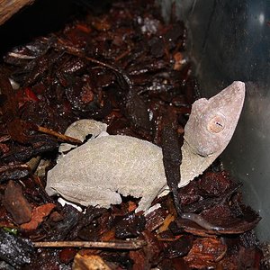 henkeli agost 2011 003.jpg