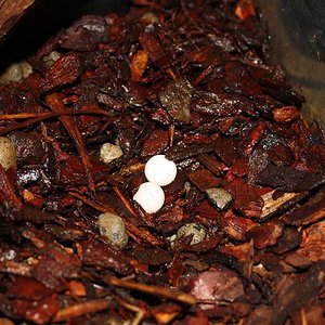 henkeli agost 2011 006.jpg