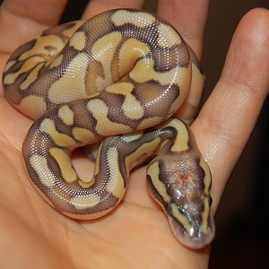 Butter enchi pastel (4).JPG