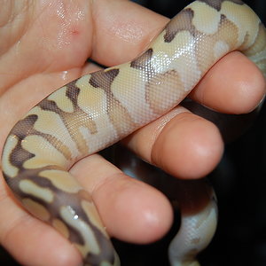Butter enchi pastel (7).JPG