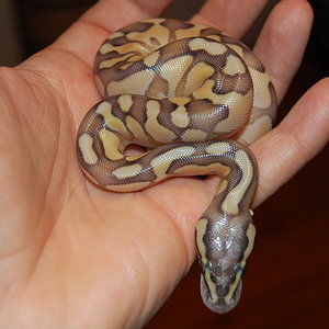 Butter enchi pastel.JPG