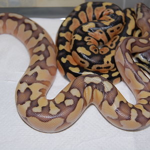 enchi pastel y enchi butter pastel (3).JPG