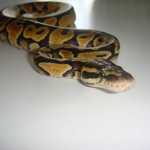 DSC04143 [1600x1200].JPG