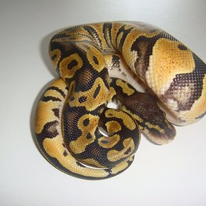 DSC04145 [1600x1200].JPG