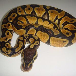 DSC04148 [1600x1200].JPG