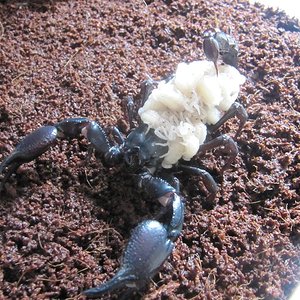 MAMA HETEROMETRUS.JPG