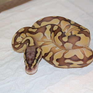 Enchi Butter Pastel 2011 Hembra.JPG