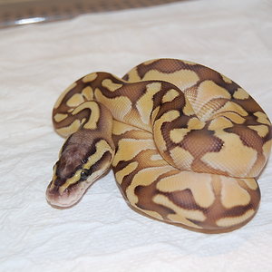 Enchi Butter Pastel 2011 Hembra (2).JPG