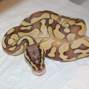 Enchi Butter Pastel 2011 Hembra (4).JPG