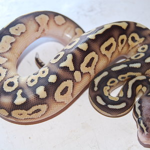 Butter pastel (3).JPG