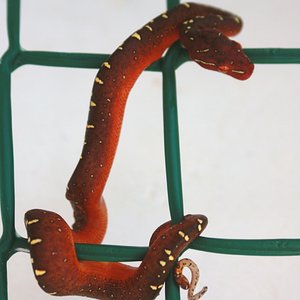 1 un dia de vida .JPG