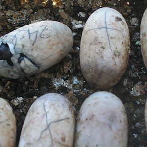 asoma la patita 001.jpg