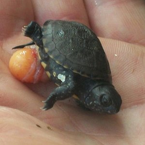 asoma la patita 003.jpg