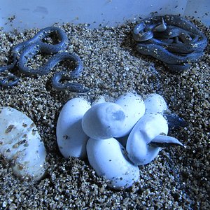 naciminto rhyncophis reduc.JPG