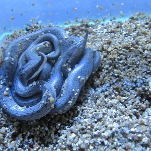 naciminto rhyncophis reduc2.JPG