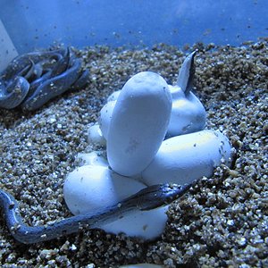 naciminto rhyncophisreduc3.JPG