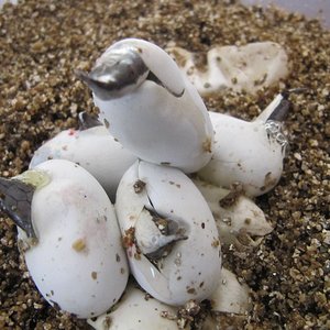 naciminto rhyncophis2 reducida.JPG