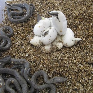 naciminto rhyncophis5 reduc.JPG