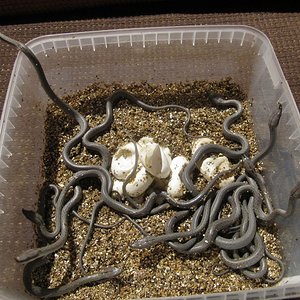 naciminto rhyncophi reduc.JPG