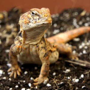 Uromastyx Geyri hembra 01