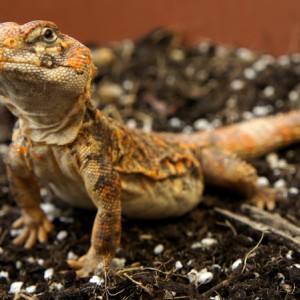 Uromastyx Geyri hembra 02
