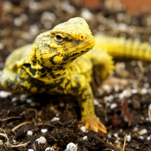 Uromastyx Geyri macho 01