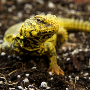 Uromastyx Geyri macho 02