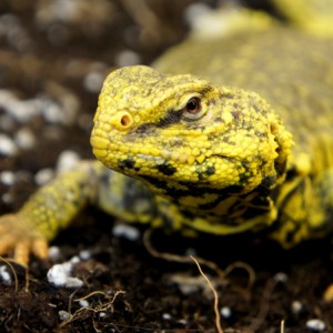 Uromastyx Geyri macho 03