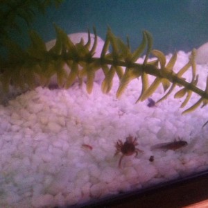 1014150 10201103870710688 1257000767 n