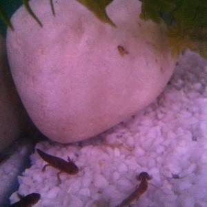 946599 10201103859830416 597425393 n