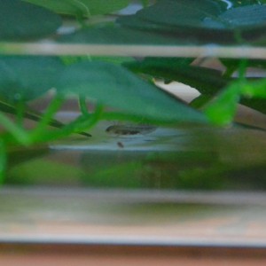 555 Tritoncitos peques