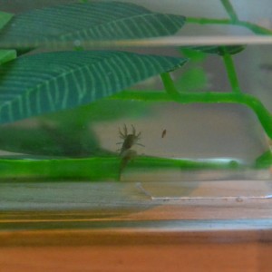 557 Saliendo ya las patas traseras